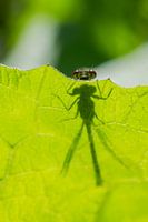 Curious fire damselfly
