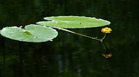Waterlelie van Wim Heirbaut thumbnail