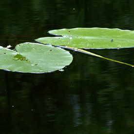 Waterlelie sur Wim Heirbaut