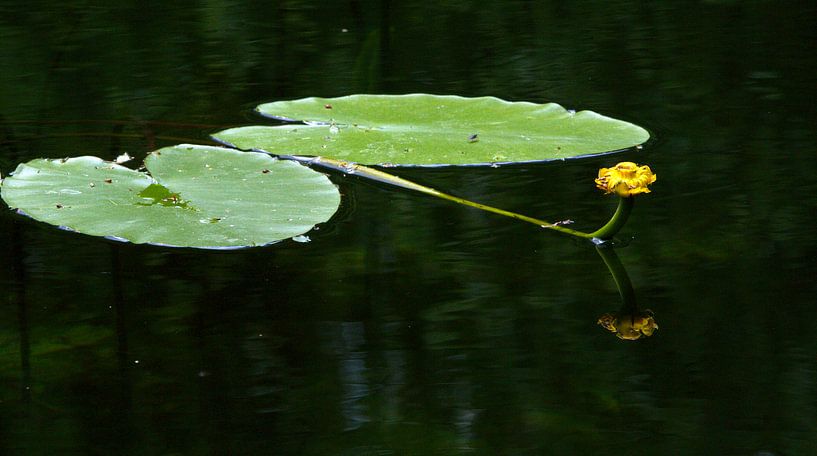 Waterlelie van Wim Heirbaut