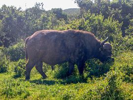 Grazende buffel sur Robin van Tilborg