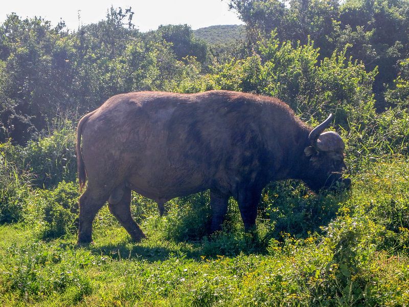 Grazende buffel par Robin van Tilborg