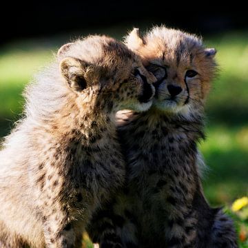 Young cheetahs by Ken Kühlbrandt