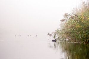 meerkoet op het water