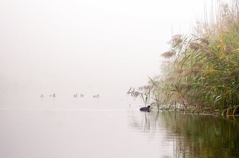 meerkoet op het water by Ilja Kalle