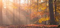 L'automne dans toute sa splendeur