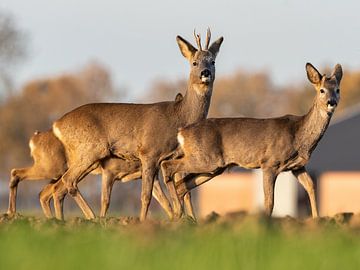 Reees sur Robbie Nijman