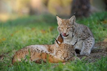 Eurasian Lynx ( Lynx lynx ), young cute cubs, kitten, teasing each other, funny situation, licking i
