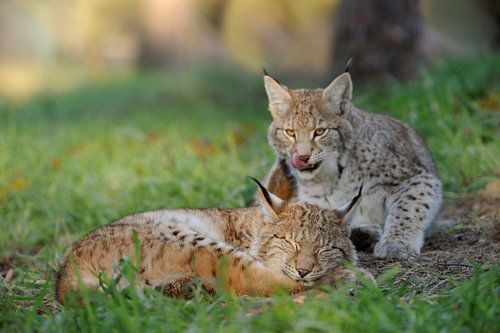 Junge Luchse ( Lynx lynx ) verspielte Katzenkinder, einer ärgert den anderen, lustiger Moment