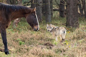 The Wolf in the Netherlands by Menno Schaefer