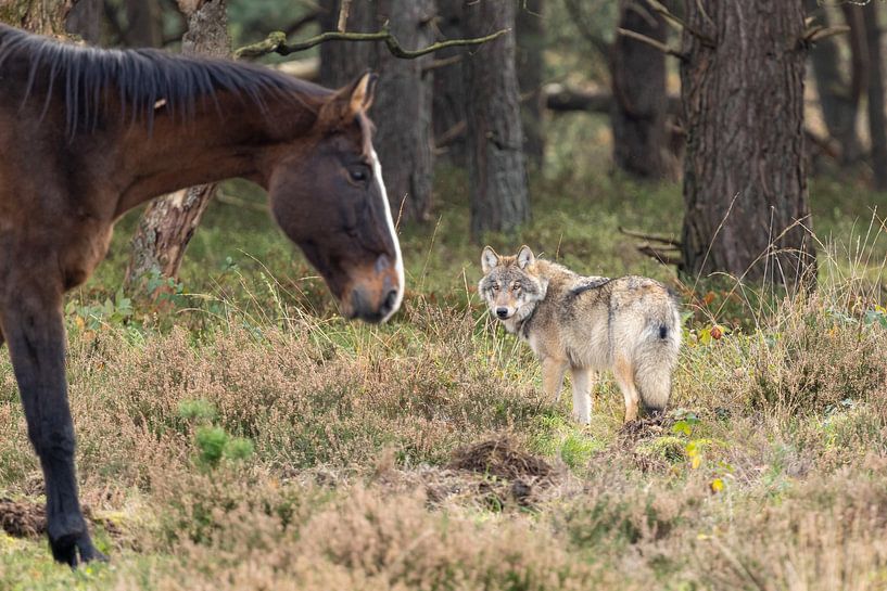 Der Wolf in den Niederlanden von Menno Schaefer