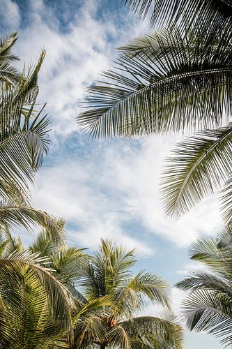 Zomerse Hemel onder Palmen