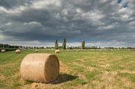 Hay rolls - Hay bales in the field by Moetwil en van Dijk - Fotografie thumbnail