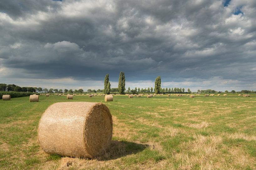 Hay rolls - Hay bales in the field by Moetwil en van Dijk - Fotografie