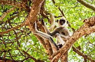 Ceylon hat monkey by Roland Brack thumbnail