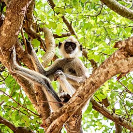 Ceylon hat monkey by Roland Brack