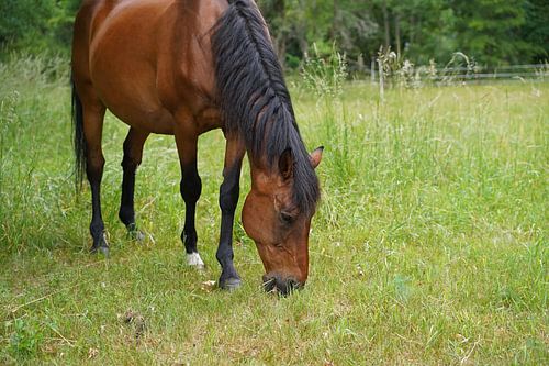 Trakehner Feldmeyer in de wei