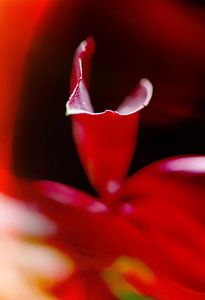 Rouge d'automne