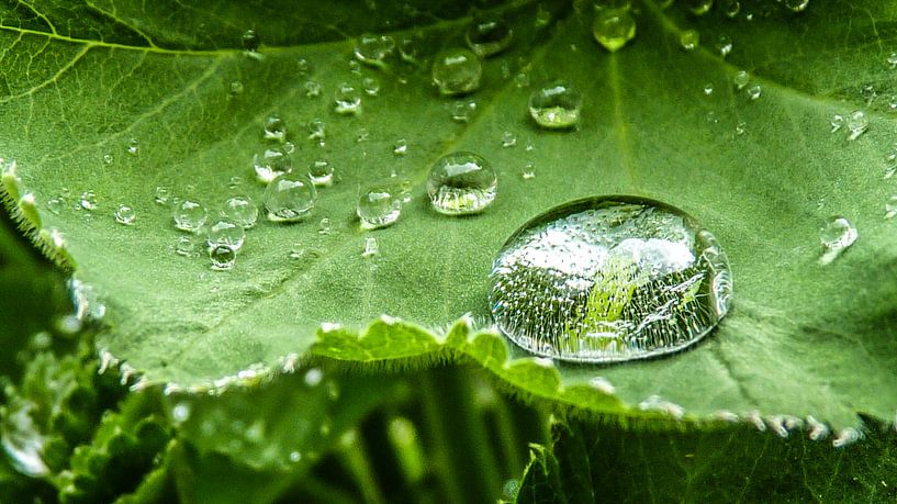 Waterdruppels van Sidney Portier