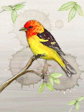 Western tanager watercolour and ink drawing by Bianca Wisseloo