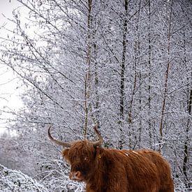Scottish Highland cattle in the snow... by Ans Bastiaanssen