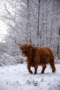 Schottischer Hochländer im Schnee...