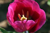 Tulip Blossom
