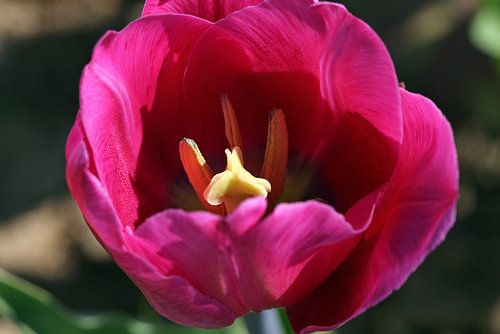 Tulip Blossom