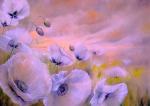 Weißer Mohn im Abendlicht