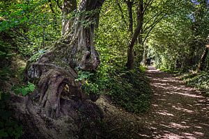 Seltsam geformter Baum in Camerig