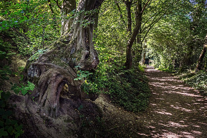 Un arbre aux formes étranges à Camerig par Rob Boon