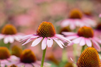 1 Blume von vielen