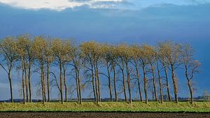 Eine Reihe von Herbstbäumen auf einem kahlen Deich bei strahlend blauem Himmel