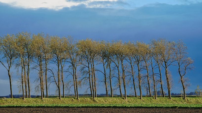 Rij herfstbomen op kale dijk met strak blauwe lucht van Gert van Santen