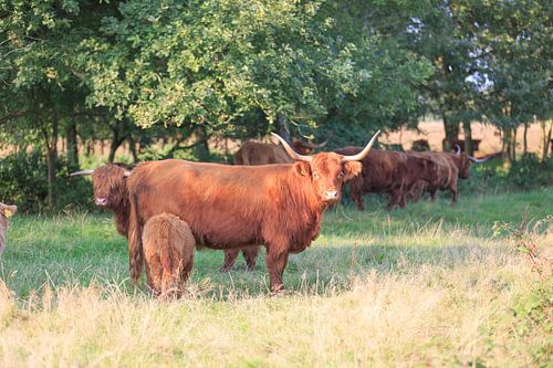 Schotse Hooglander koe met kalf
