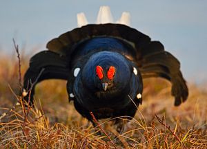 Male Black Grouse in display by Beschermingswerk voor aan uw muur