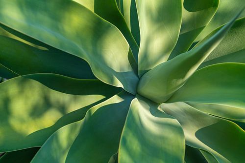 Close-up van een agave