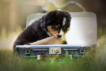 Australian Shepherd pup in koffer van Cindy Van den Broecke