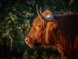 Scottish Highlander au lever du soleil sur Mandy Bol