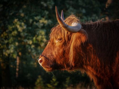 Scottish Highlander at sunrise