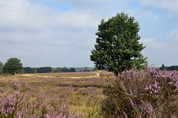View over the purple heather by Gerard de Zwaan
