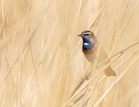 Blauwborst
