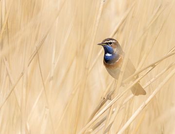 Blauwborst van Karen de Boer