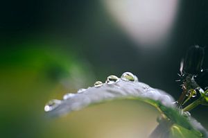 Rang de perles