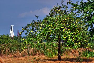 Appelboom met uitzicht op kolenmijn van Edgar Schermaul