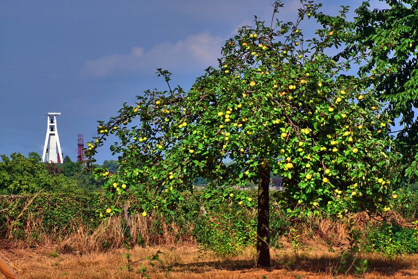 Appelboom met uitzicht op kolenmijn van Edgar Schermaul