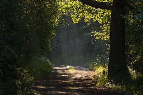 A misty lane in the dunes of Voorne