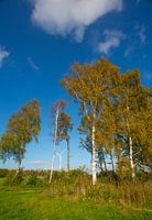 Berkenbomen in herfsttooi 