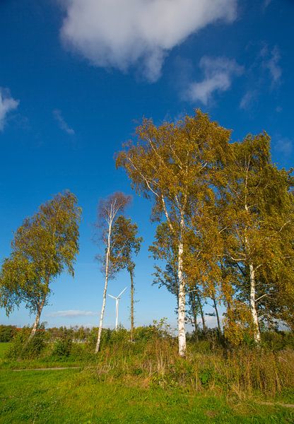 Berkenbomen in herfsttooi  by Juul Baars