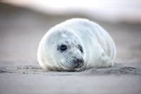 zeehonden pup op het Noordzee strand